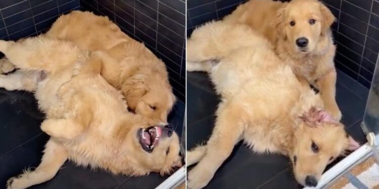 Golden Retriever Siblings Pick the Worst Possible Spot for Playtime