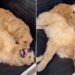 Golden Retriever Siblings Pick the Worst Possible Spot for Playtime