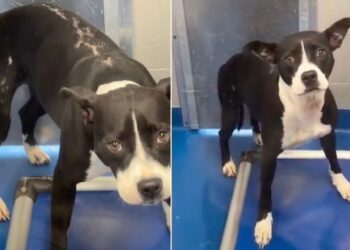 Shelter Dog Carries Lifelong Scars, but Still Holds on To Hope of Finding the Right Home