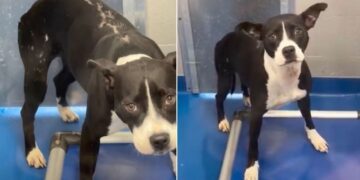 Shelter Dog Carries Lifelong Scars, but Still Holds on To Hope of Finding the Right Home