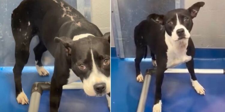 Shelter Dog Carries Lifelong Scars, but Still Holds on To Hope of Finding the Right Home