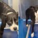 Shelter Dog Carries Lifelong Scars, but Still Holds on To Hope of Finding the Right Home