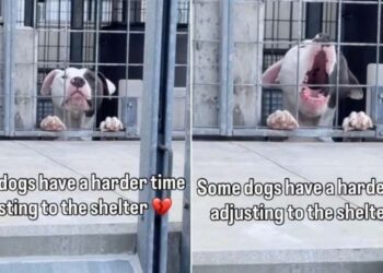 Shelter Dog Sees Human Outside His Kennel & Does the One Thing He Hopes Will Get Him Noticed