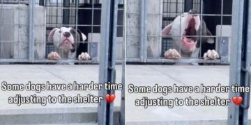 Shelter Dog Sees Human Outside His Kennel & Does the One Thing He Hopes Will Get Him Noticed