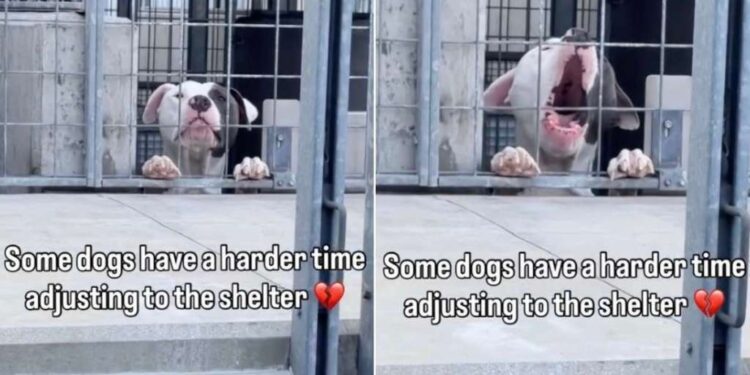 Shelter Dog Sees Human Outside His Kennel & Does the One Thing He Hopes Will Get Him Noticed