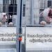 Shelter Dog Sees Human Outside His Kennel & Does the One Thing He Hopes Will Get Him Noticed
