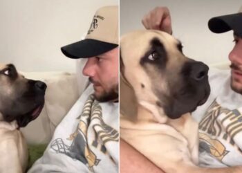 Dog Burps in Dad’s Face While He’s Lecturing Her About Personal Space