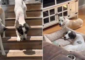 ‘Neglected’ Rescue Dogs Find Comfort in Each Other Because Everybody Needs a Good Friend