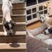 ‘Neglected’ Rescue Dogs Find Comfort in Each Other Because Everybody Needs a Good Friend