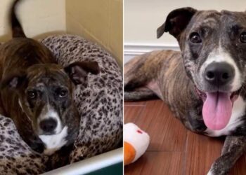 Tripod Shelter Dog Doesn’t Let Her ‘Little Defect’ & Uncertain Future Bring Her Spirit Down