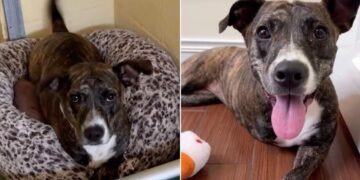 Tripod Shelter Dog Doesn’t Let Her ‘Little Defect’ & Uncertain Future Bring Her Spirit Down