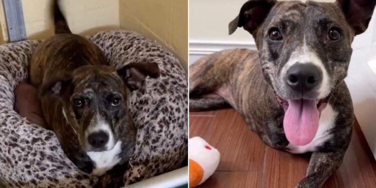 Tripod Shelter Dog Doesn’t Let Her ‘Little Defect’ & Uncertain Future Bring Her Spirit Down