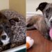 Tripod Shelter Dog Doesn’t Let Her ‘Little Defect’ & Uncertain Future Bring Her Spirit Down