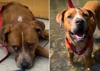 Dog Is Surrendered to Be Put Down — Then His Foster Family Sees Who He Really Is