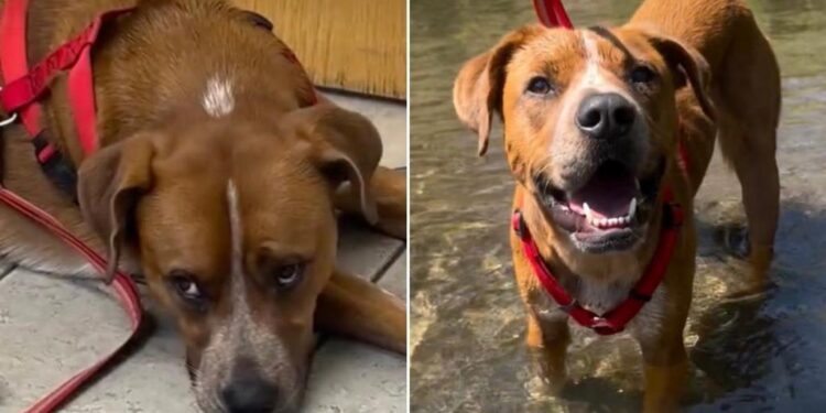 Dog Is Surrendered to Be Put Down — Then His Foster Family Sees Who He Really Is