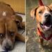 Dog Is Surrendered to Be Put Down — Then His Foster Family Sees Who He Really Is
