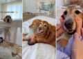 Golden Retrievers Become the Fiercest Protectors of Newborn Baby Sibling