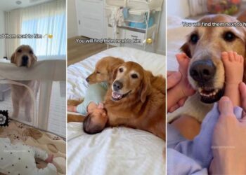 Golden Retrievers Become the Fiercest Protectors of Newborn Baby Sibling