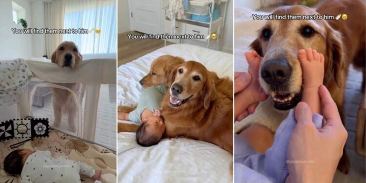 Golden Retrievers Become the Fiercest Protectors of Newborn Baby Sibling