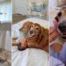 Golden Retrievers Become the Fiercest Protectors of Newborn Baby Sibling