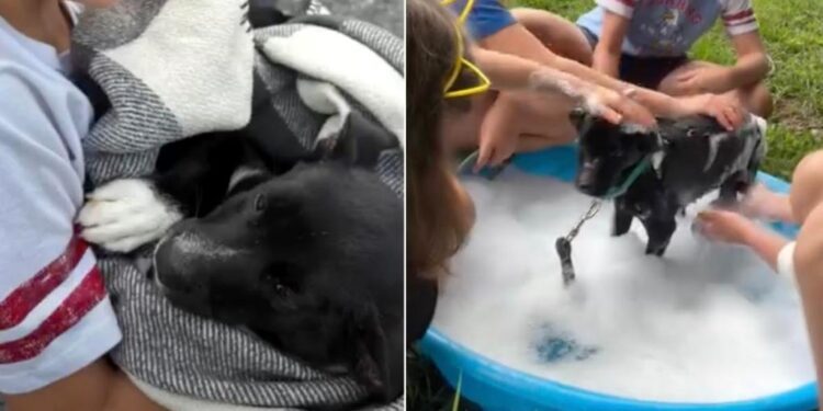 Kids Rescue a Tick-Covered Stray Puppy, Then Shower Him With the Love He’d Never Known