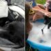 Kids Rescue a Tick-Covered Stray Puppy, Then Shower Him With the Love He’d Never Known
