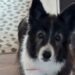 Senior Rescue Dog Watches Human Head for the Door, Afraid They’re Leaving Her Behind Again