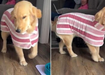 Golden Retriever Gets a New Bathrobe & Immediately Turns the House Into Her Runway