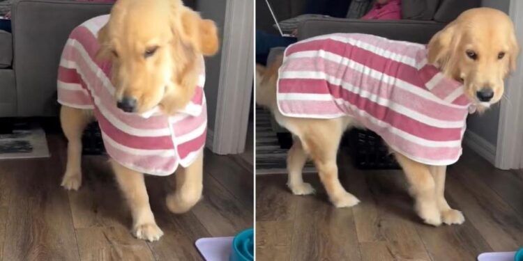 Golden Retriever Gets a New Bathrobe & Immediately Turns the House Into Her Runway