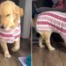Golden Retriever Gets a New Bathrobe & Immediately Turns the House Into Her Runway
