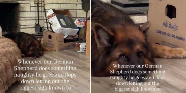Dog’s Post-Crime Routine Suggests Being Naughty Is Extremely Exhausting Work