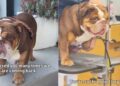 After Being Abandoned Once, Rescue Dog Fears It Could Happen Again
