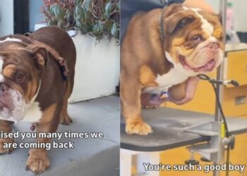 After Being Abandoned Once, Rescue Dog Fears It Could Happen Again