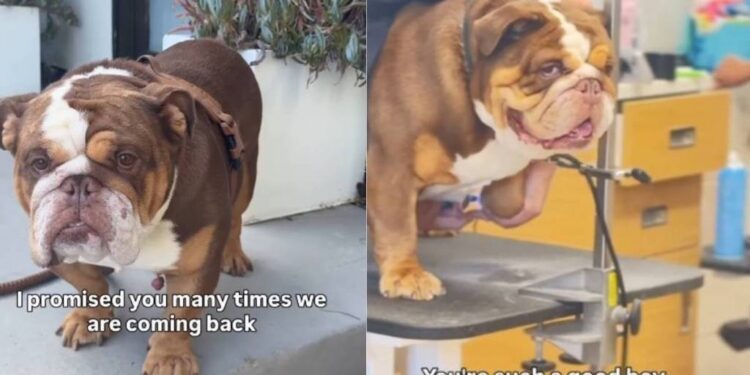 After Being Abandoned Once, Rescue Dog Fears It Could Happen Again
