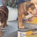 After Being Abandoned Once, Rescue Dog Fears It Could Happen Again