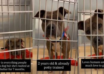Shelter Dog Is Everything People Say They Want, but Doesn’t Understand Why No One Chooses Her