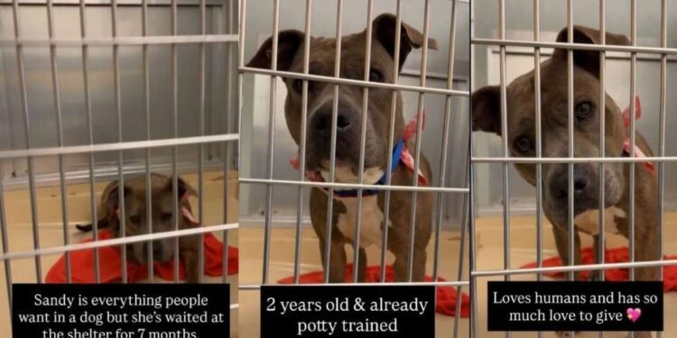 Shelter Dog Is Everything People Say They Want, but Doesn’t Understand Why No One Chooses Her