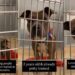 Shelter Dog Is Everything People Say They Want, but Doesn’t Understand Why No One Chooses Her