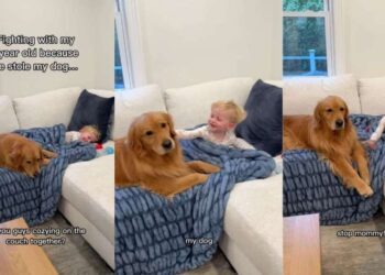 Golden Retriever Has Toddler & Mom Fighting Over Her Undivided Attention