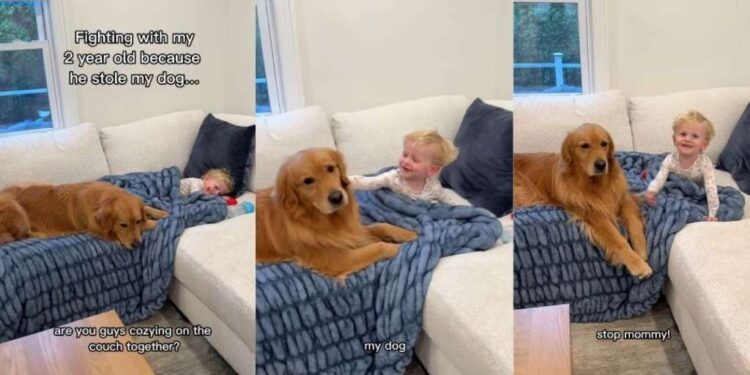 Golden Retriever Has Toddler & Mom Fighting Over Her Undivided Attention