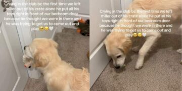 Golden Retriever Finds Comfort in Toys To Feel Less Alone When Humans Do This for the First Time