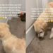 Golden Retriever Finds Comfort in Toys To Feel Less Alone When Humans Do This for the First Time