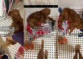 Golden Retriever Ensures Mom Never Feels Lonely No Matter What Time It Is