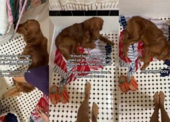 Golden Retriever Ensures Mom Never Feels Lonely No Matter What Time It Is