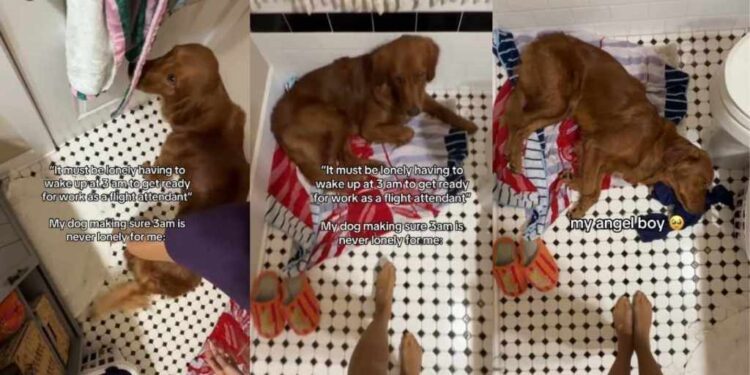 Golden Retriever Ensures Mom Never Feels Lonely No Matter What Time It Is