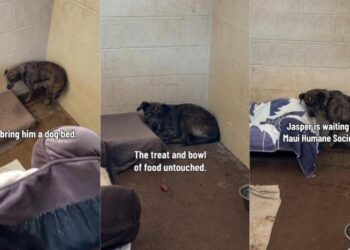 Shelter Dog Keeps Retreating Into a Corner & Stays Frozen Despite Human’s Kindness