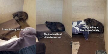 Shelter Dog Keeps Retreating Into a Corner & Stays Frozen Despite Human’s Kindness