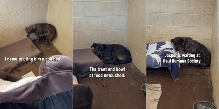 Shelter Dog Keeps Retreating Into a Corner & Stays Frozen Despite Human’s Kindness