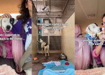 Human Struggles To Bring Shelter Dog Back to His Kennel, Knowing What Awaits Him