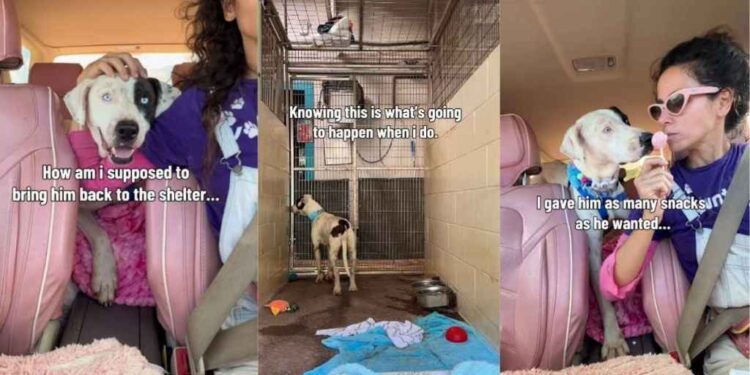 Human Struggles To Bring Shelter Dog Back to His Kennel, Knowing What Awaits Him